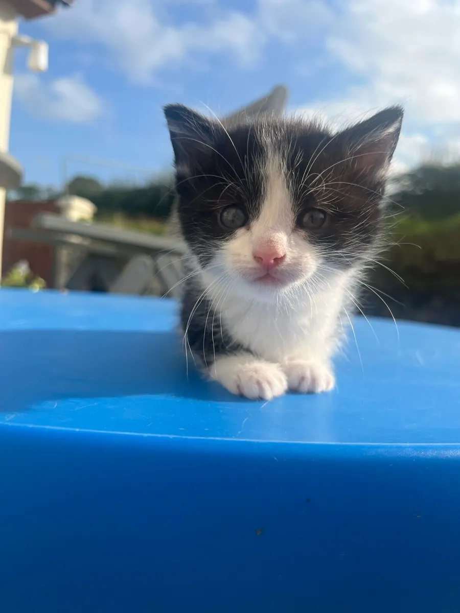 **Kittens** - Image 3