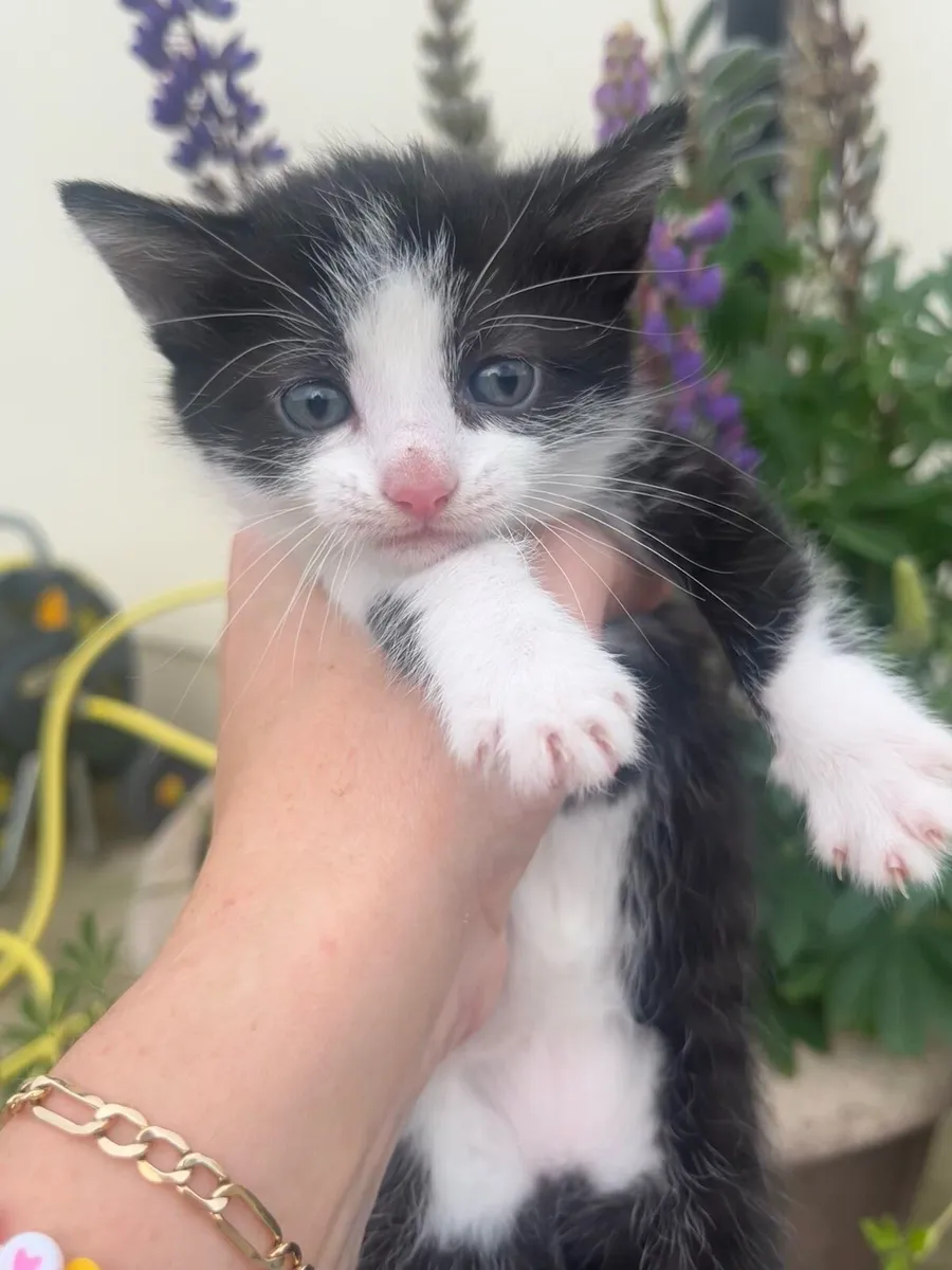 **Kittens** - Image 4