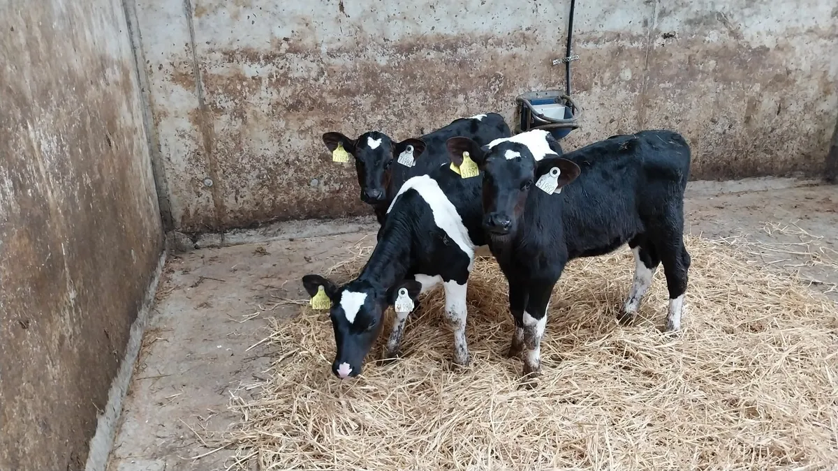 Freisian heifer calves - Image 1