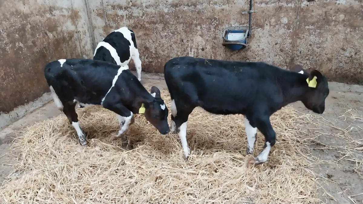 Freisian heifer calves - Image 2
