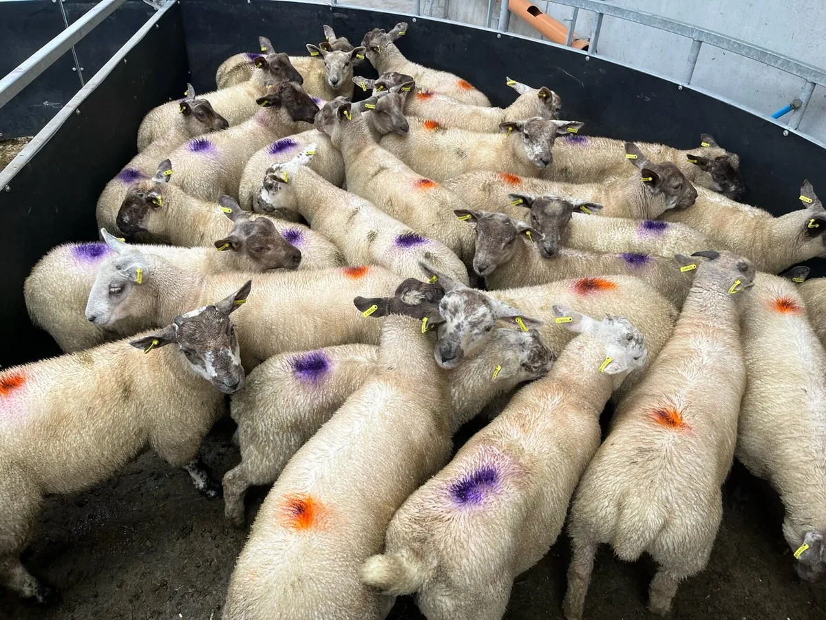 Ram lambs store lambs - Image 2