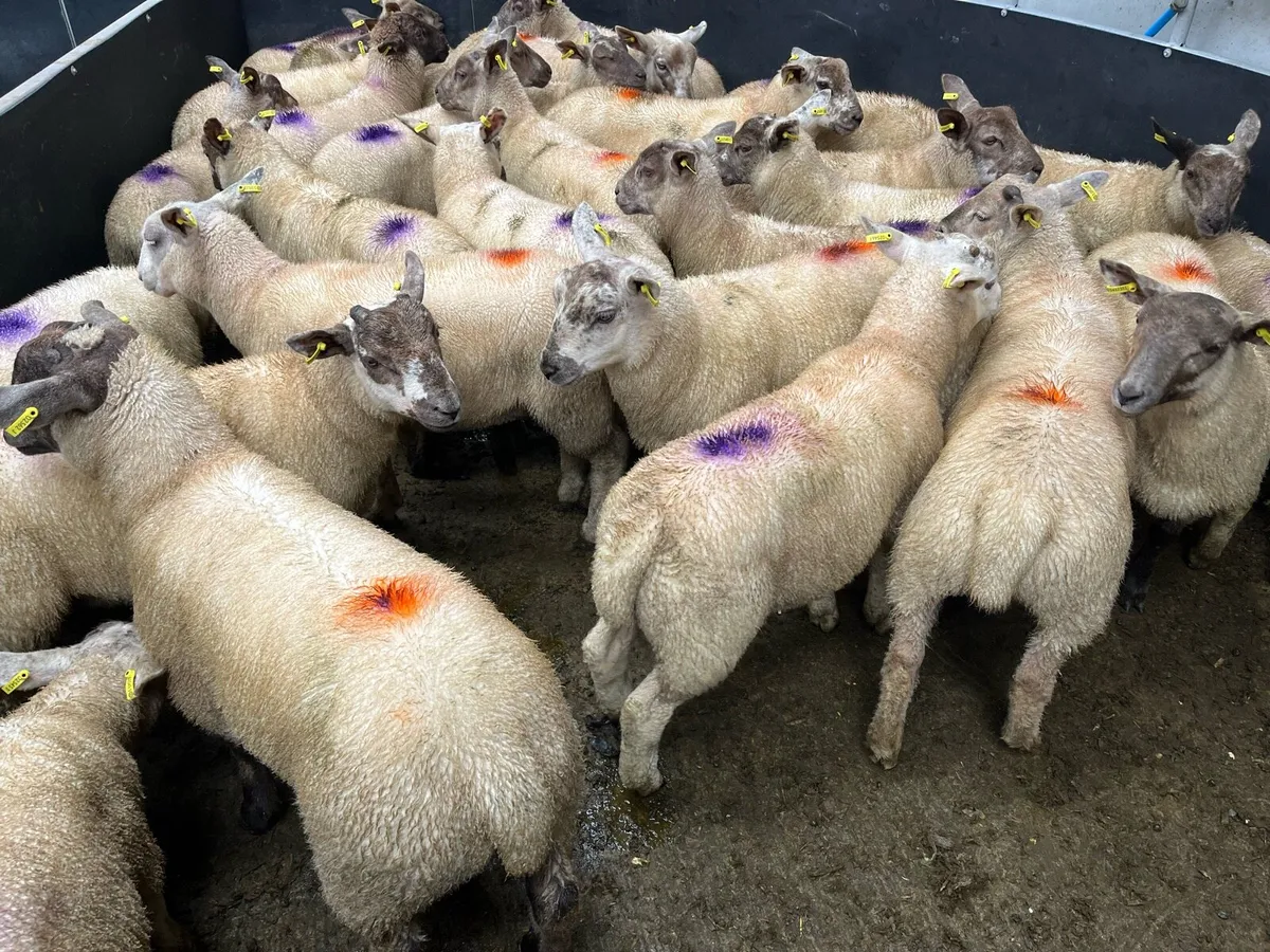 Ram lambs store lambs - Image 3