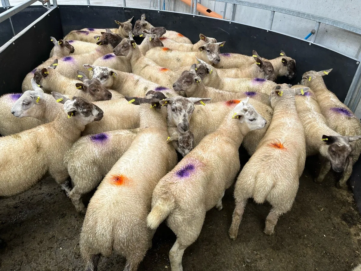 Ram lambs store lambs - Image 1