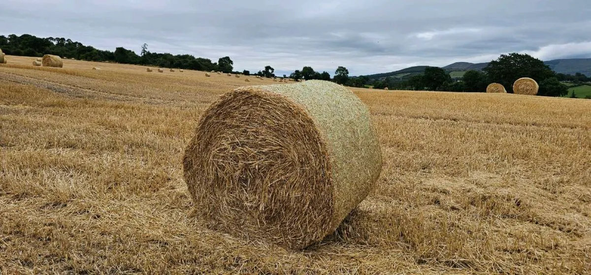 Winter Barley Straw - Image 1