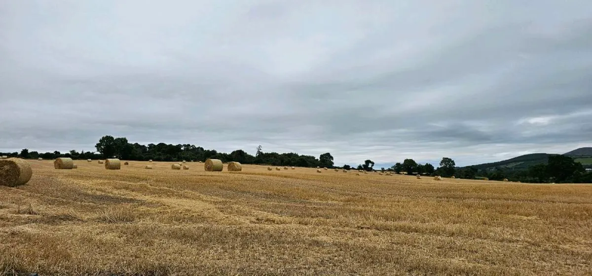 Winter Barley Straw - Image 2