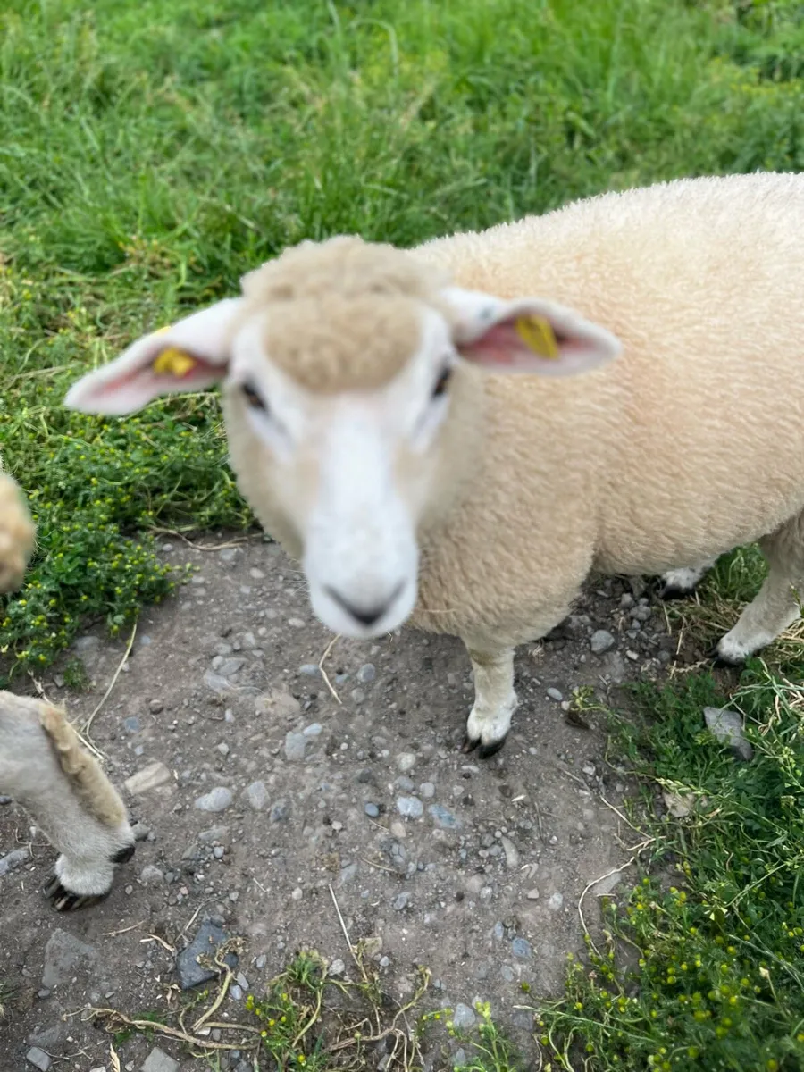 Organic Pedigree Sheep - Image 2