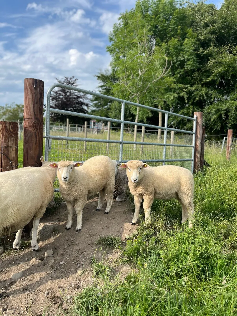 Organic Pedigree Sheep - Image 1