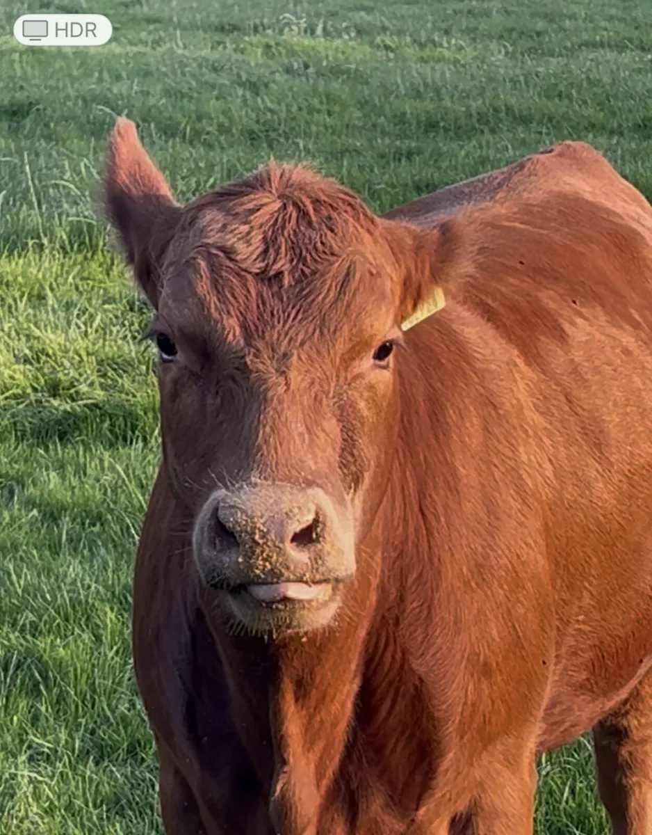 Pedigree Red Angus Heifers - Image 1
