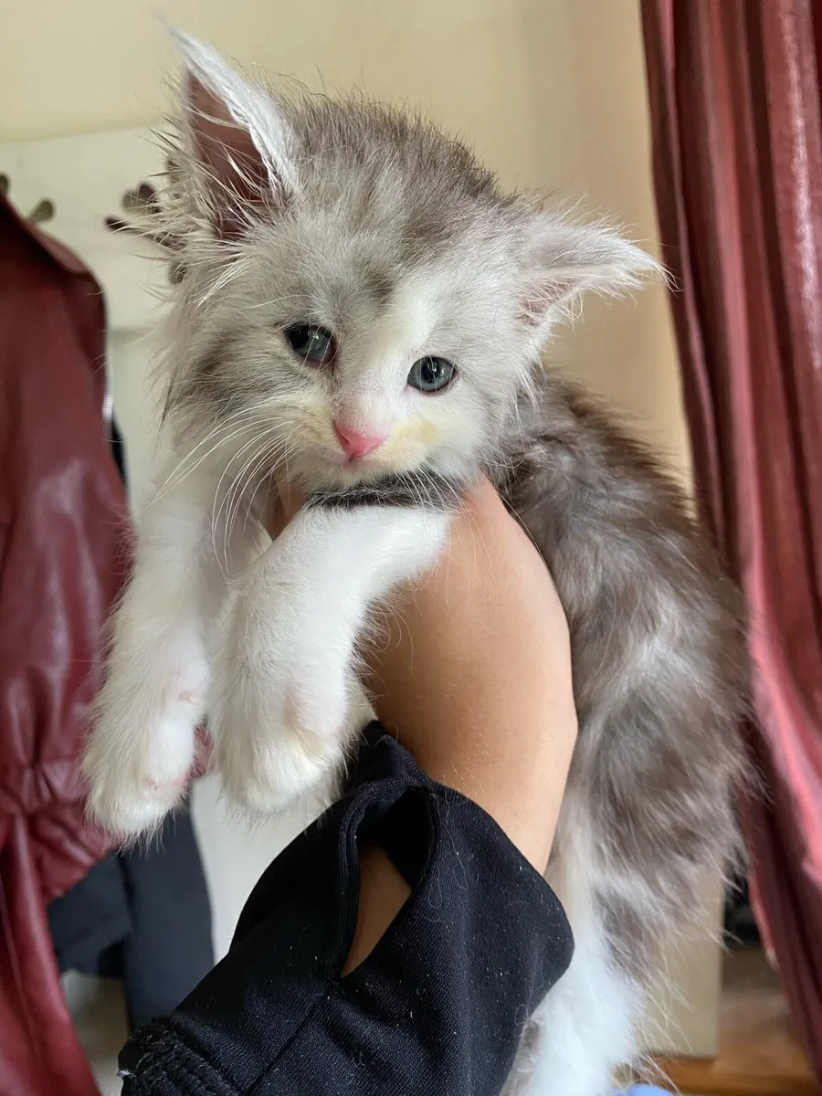 Maine Coon Kittens - Image 1