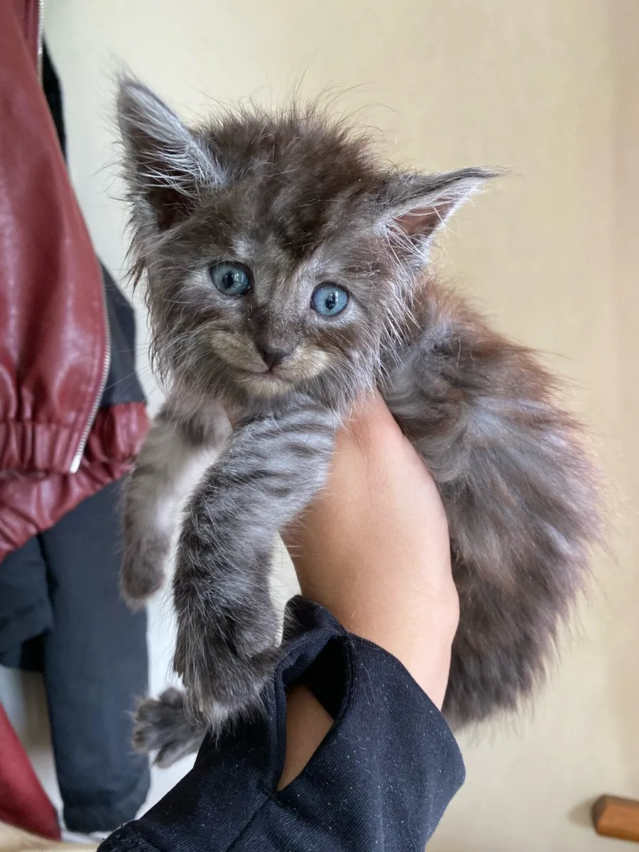 Maine Coon Kittens - Image 3