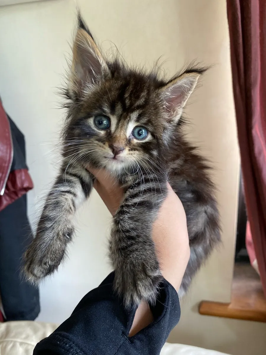 Maine Coon Kittens - Image 2