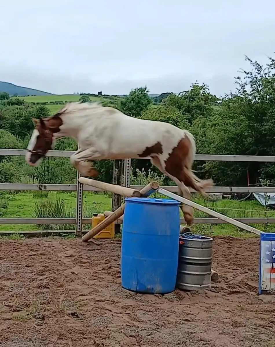 3 YO Cob - Image 1