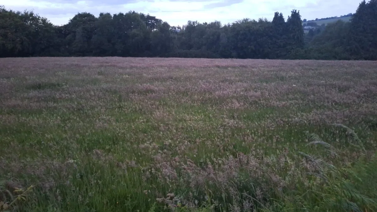 Grass