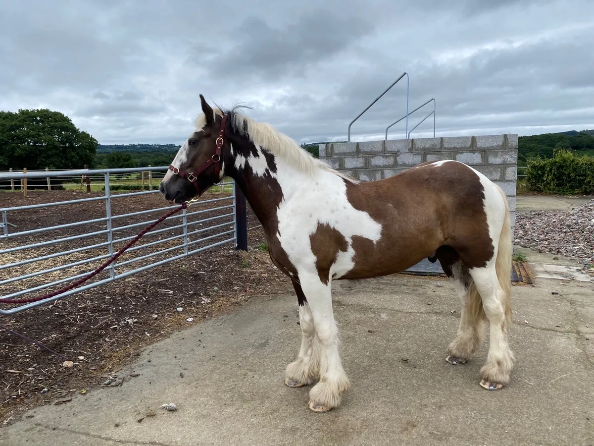 14.2hh cob - Image 3