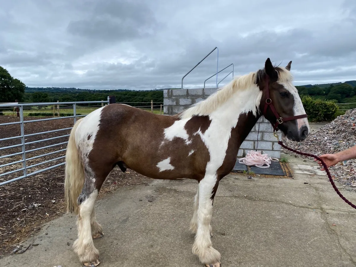 14.2hh cob - Image 4