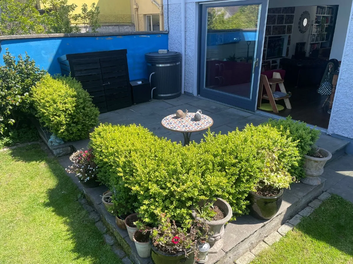 Free to take away Healthy Box Hedge - Image 1
