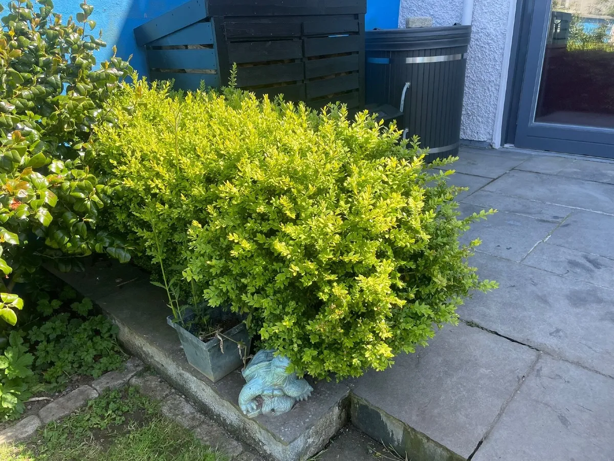 Free to take away Healthy Box Hedge - Image 2