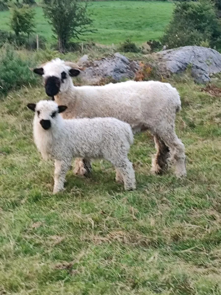 Sheep - Image 2