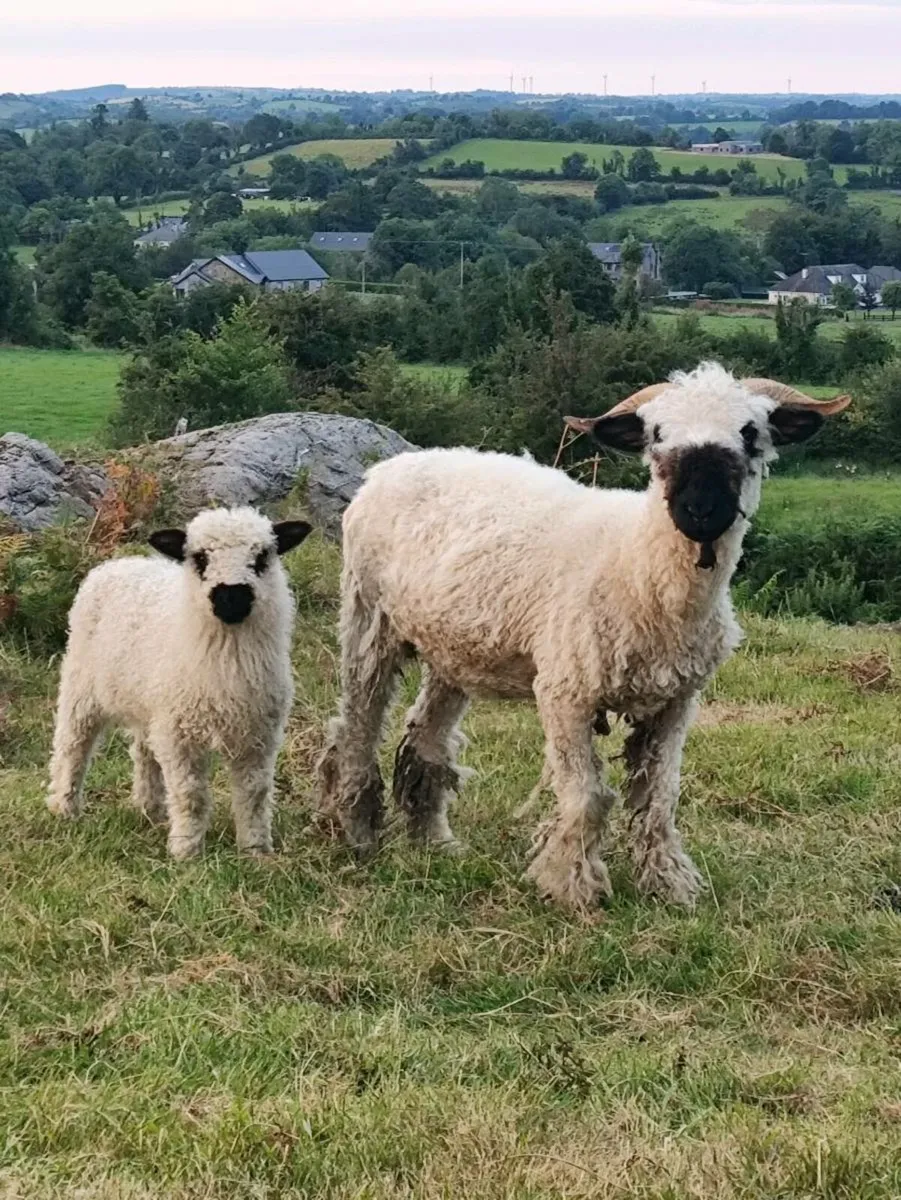 Sheep - Image 1