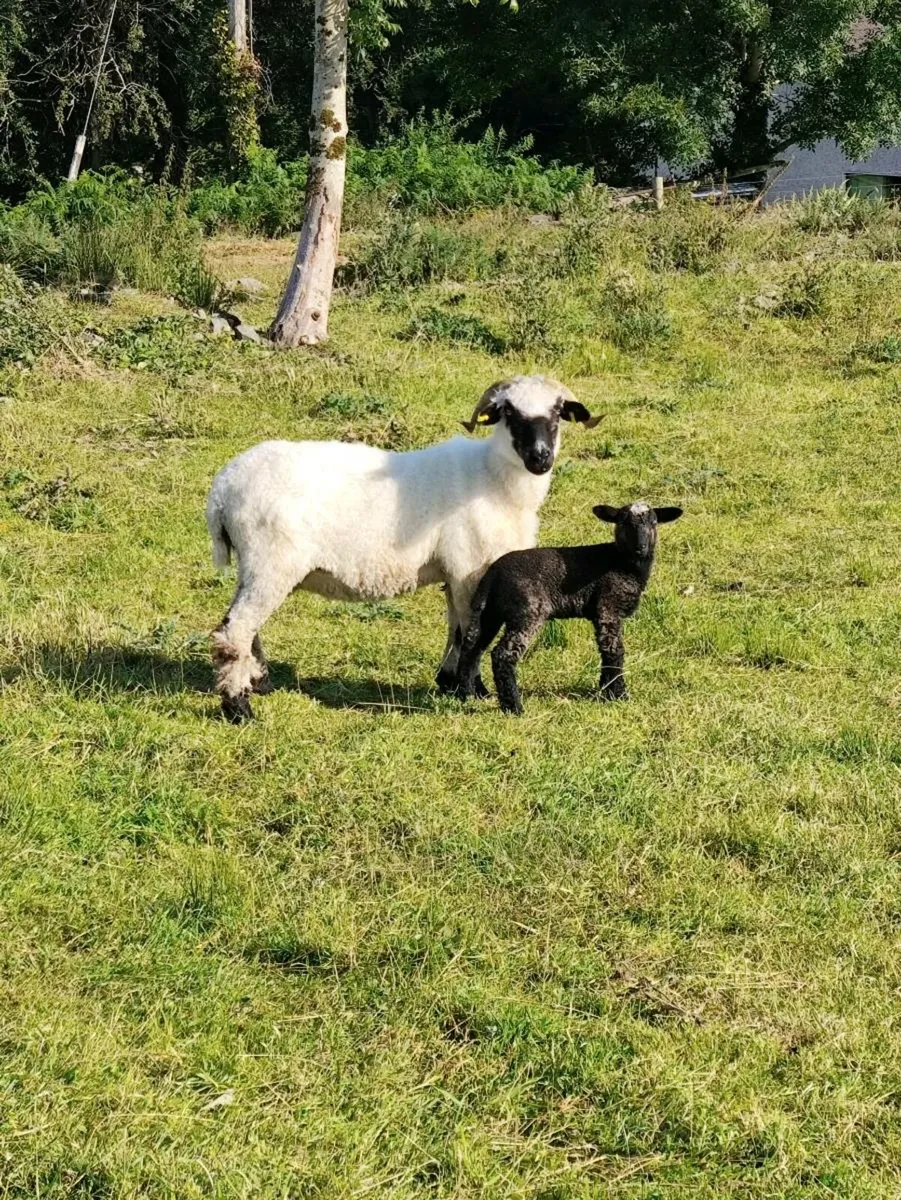 Sheep - Image 4