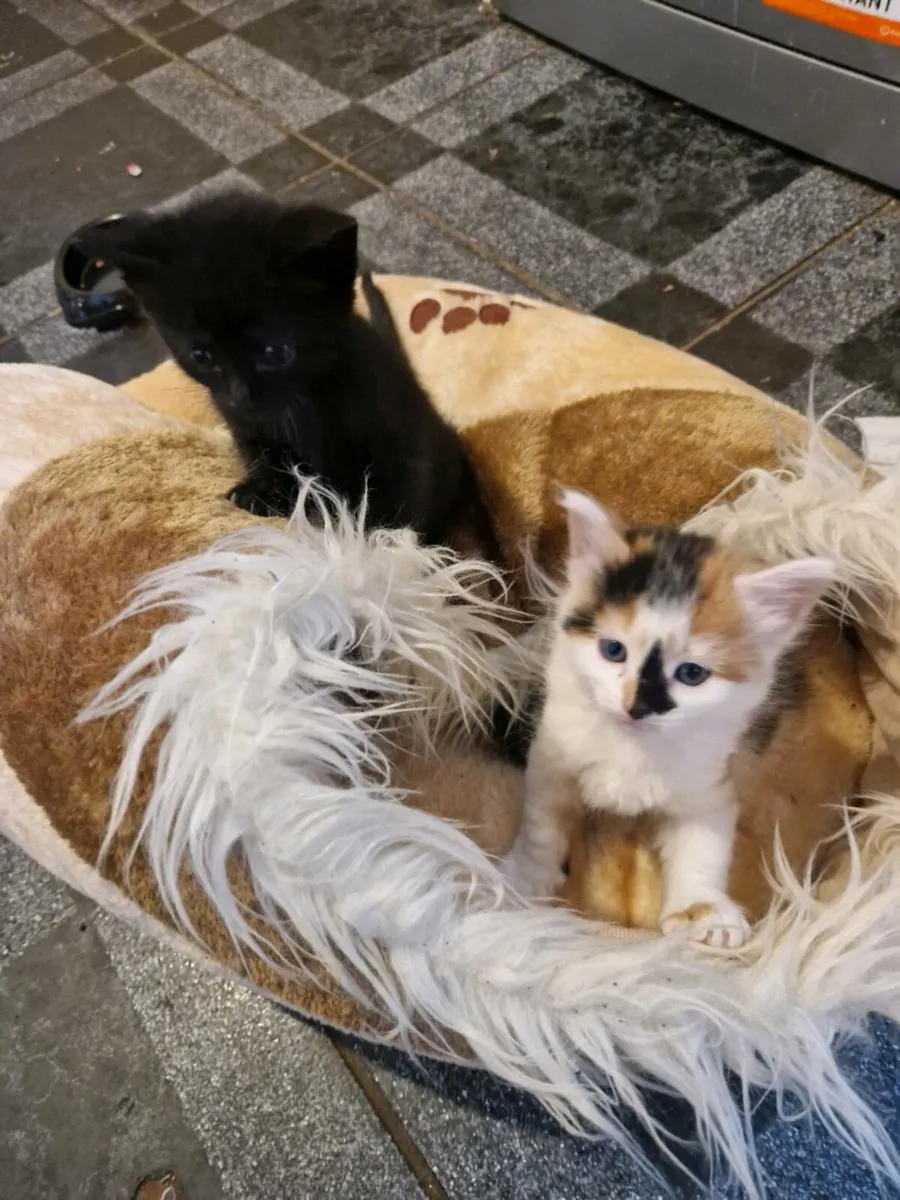 Kittens - Image 2