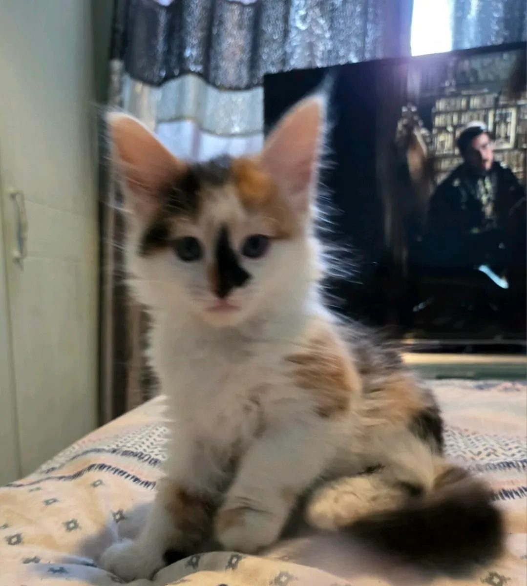 Kittens - Image 1