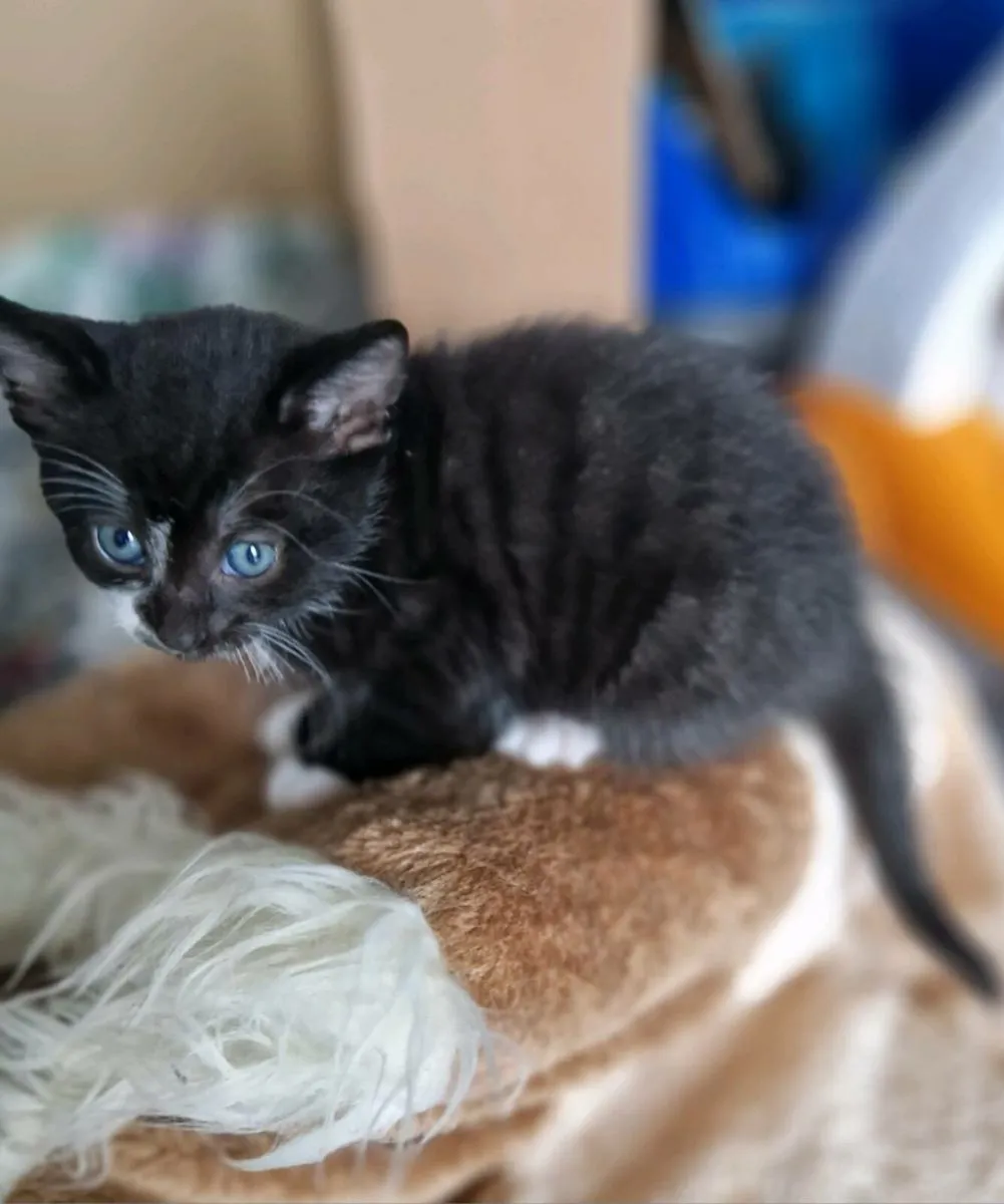 Kittens - Image 3