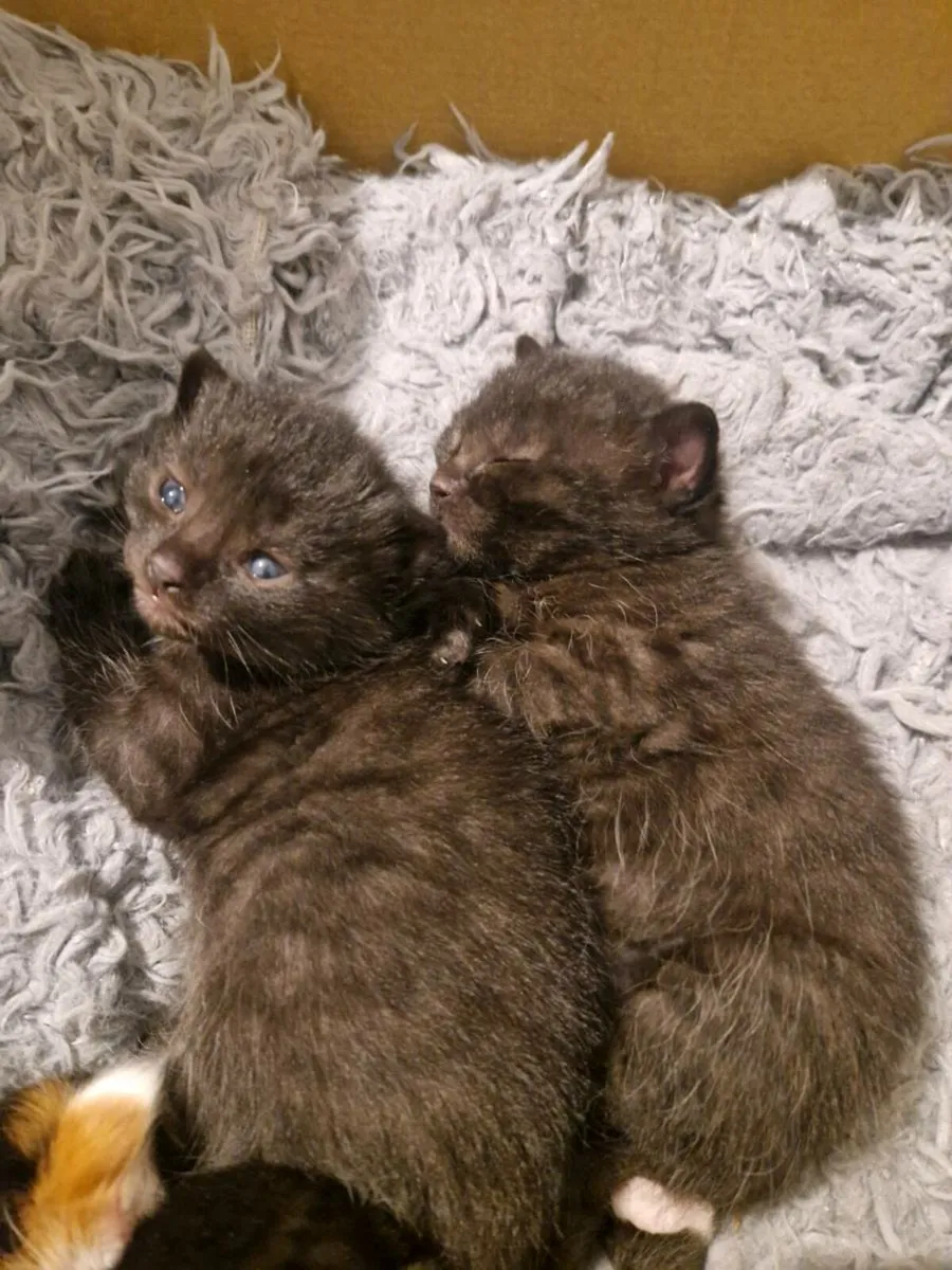 Kittens - Image 4