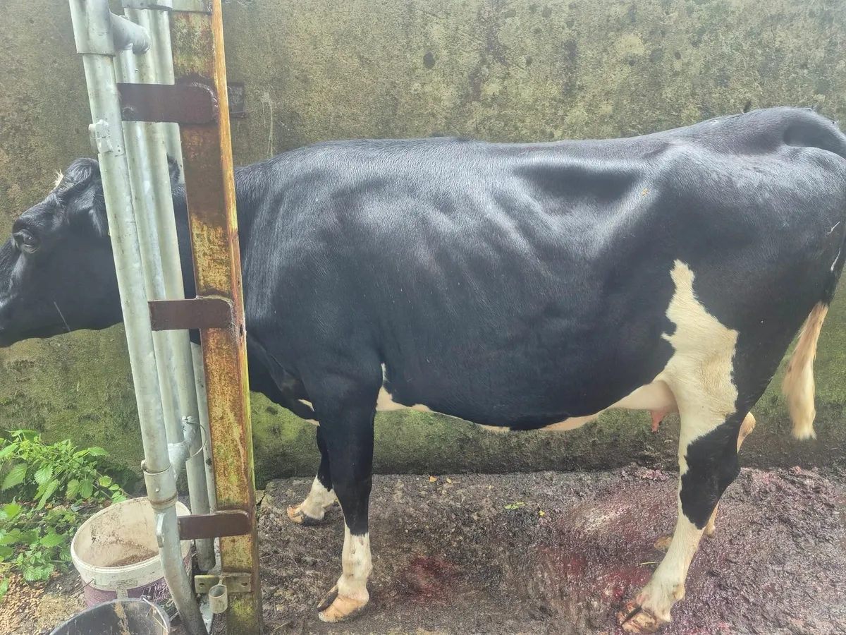 dairy livestock - Image 3