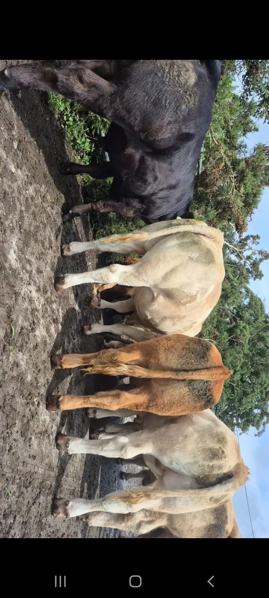 SUPER CONTINENTAL BULLOCKS HEADFORD MART - Image 1