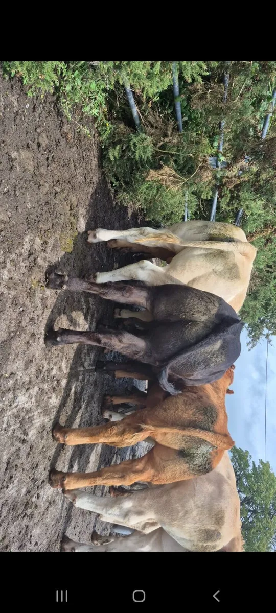 SUPER CONTINENTAL BULLOCKS HEADFORD MART - Image 2