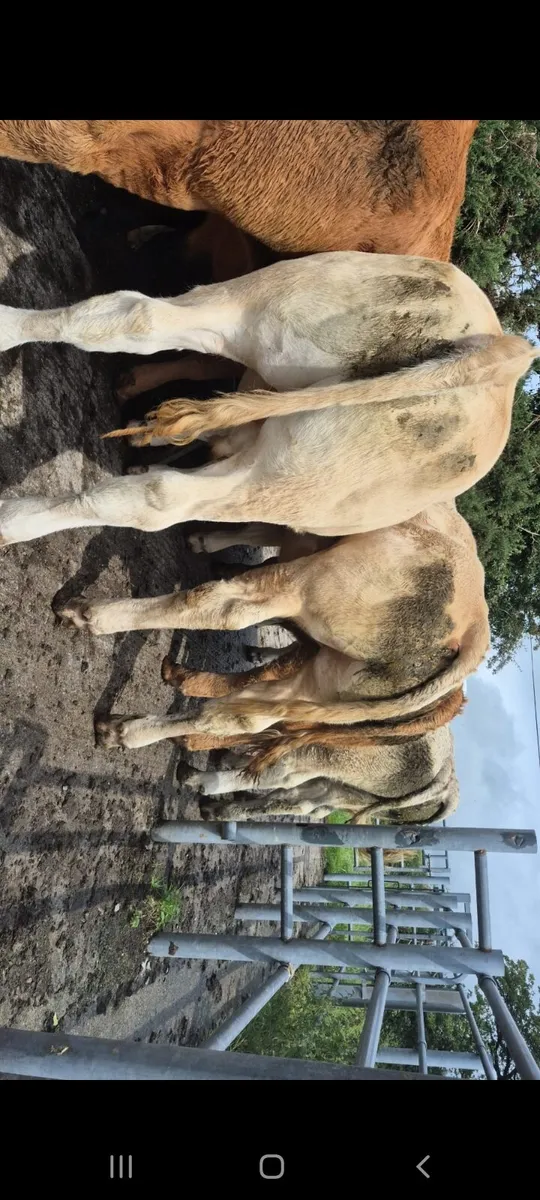 SUPER CONTINENTAL BULLOCKS HEADFORD MART - Image 3