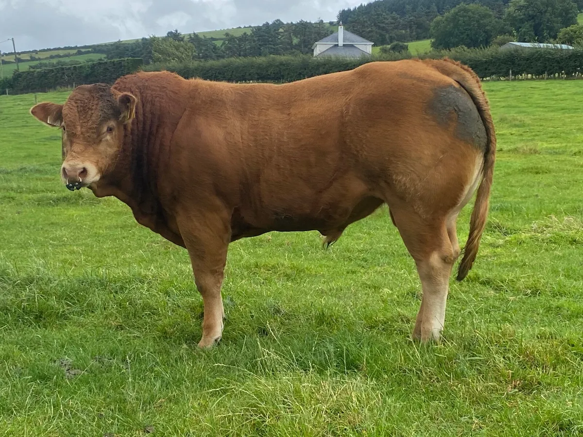 5 ⭐️ Lim Bulls - Image 2