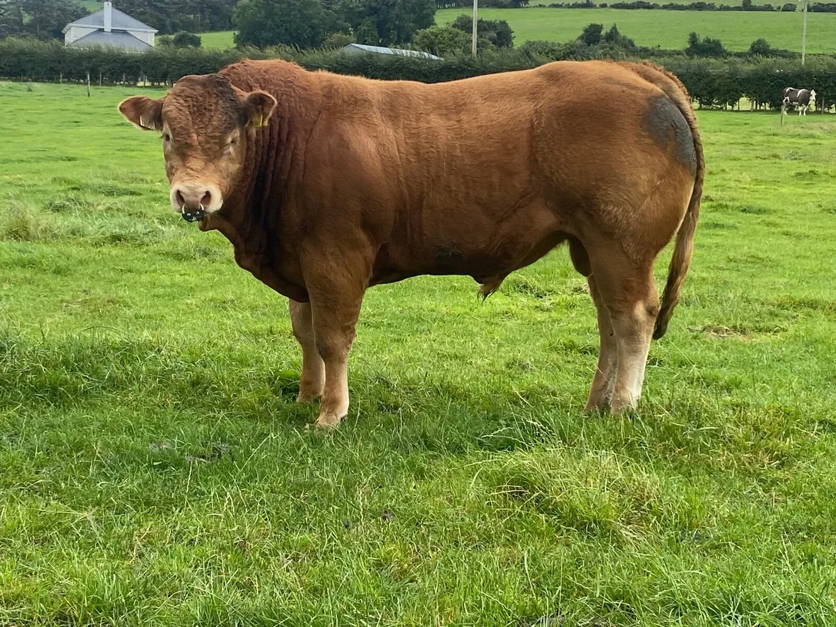 5 ⭐️ Lim Bulls - Image 1