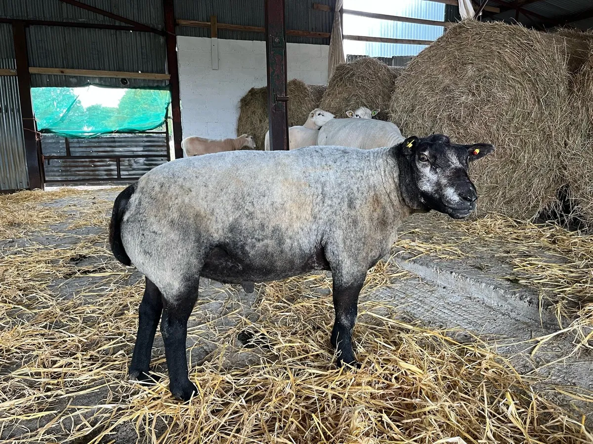 Blue Texel Ram - Image 1