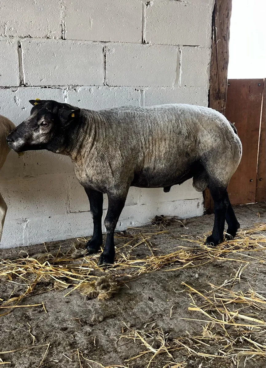 Blue Texel Ram - Image 2
