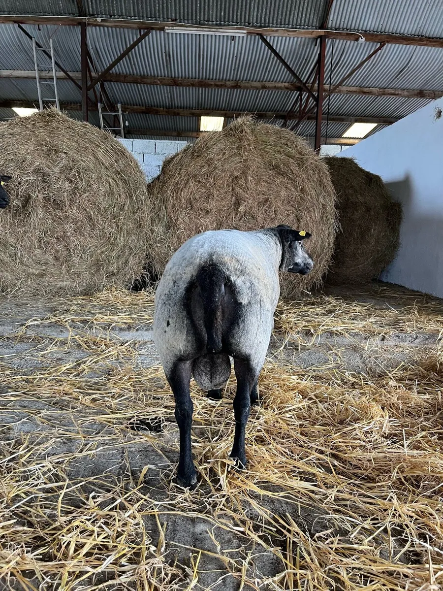 Blue Texel Ram - Image 3