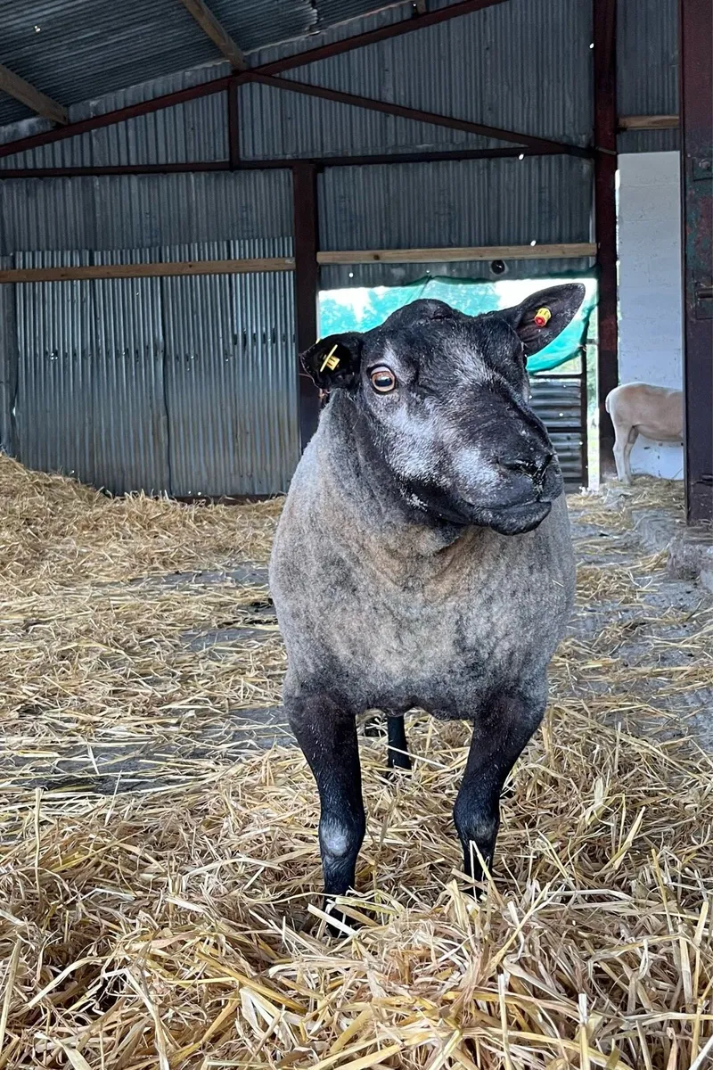 Blue Texel Ram - Image 4
