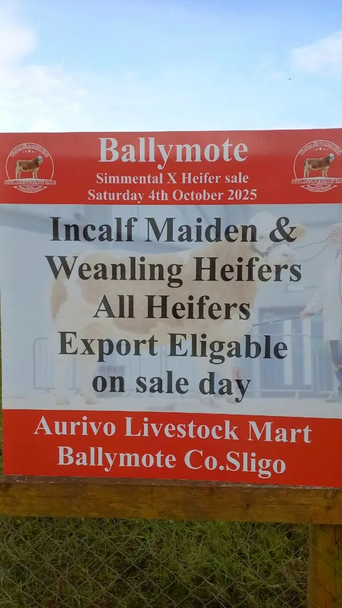 Simmental breeding heifers sale