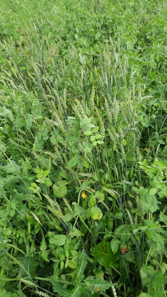 Arable/wholecrop  protein mix - Image 1