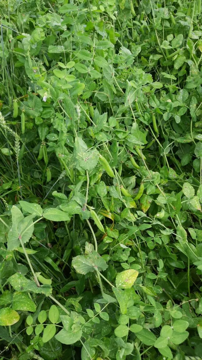 Arable/wholecrop  protein mix - Image 2