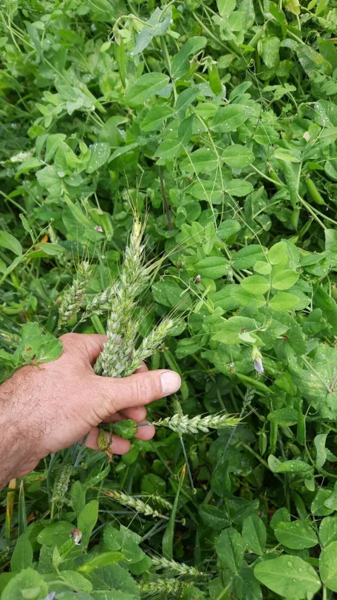 Arable/wholecrop  protein mix - Image 3