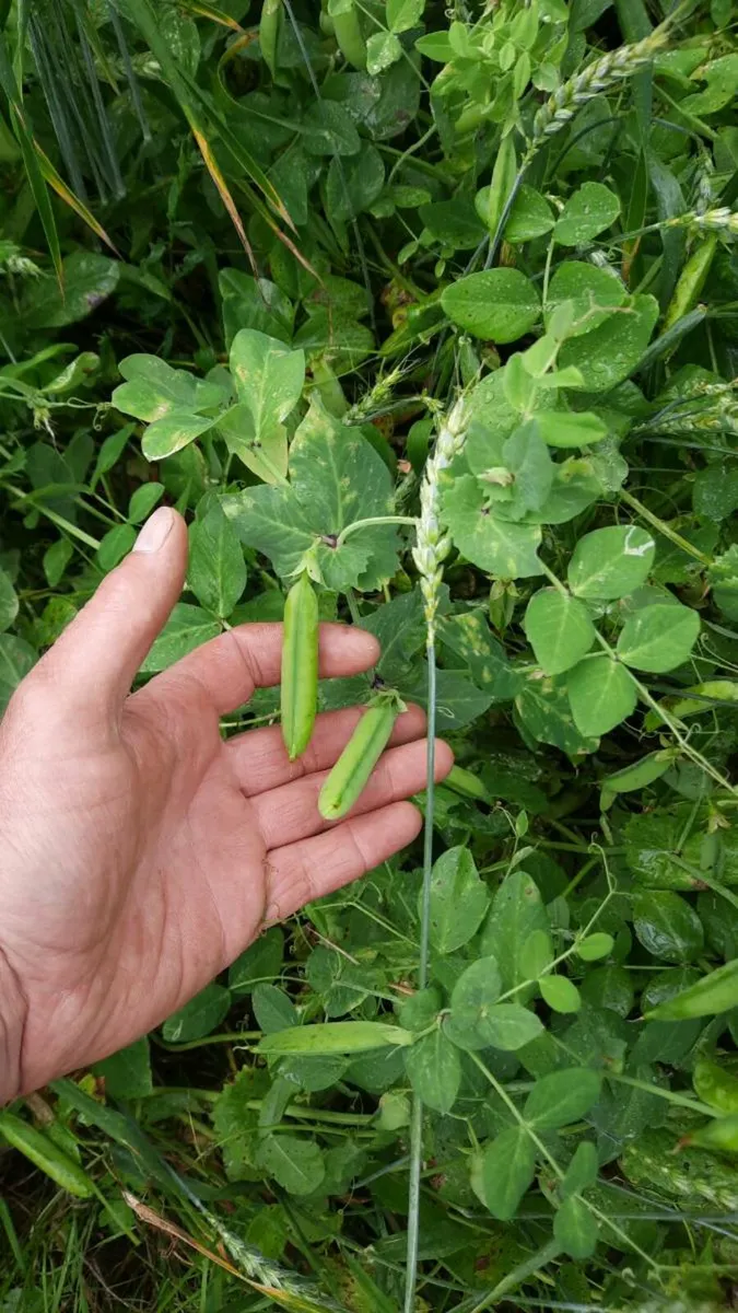 Arable/wholecrop  protein mix - Image 4