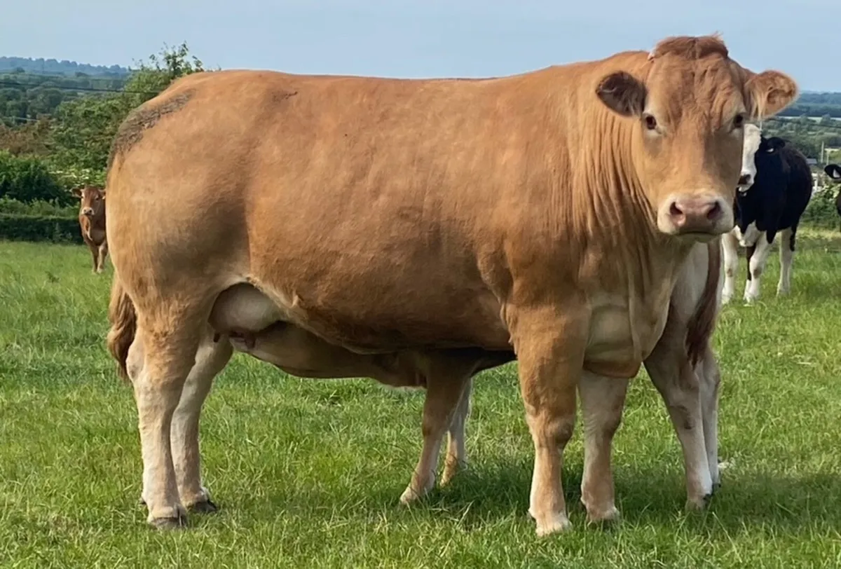 5 ⭐️ Lim Bulls - Image 3