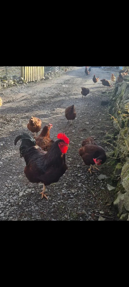 Pure breed Rhode Island Reds