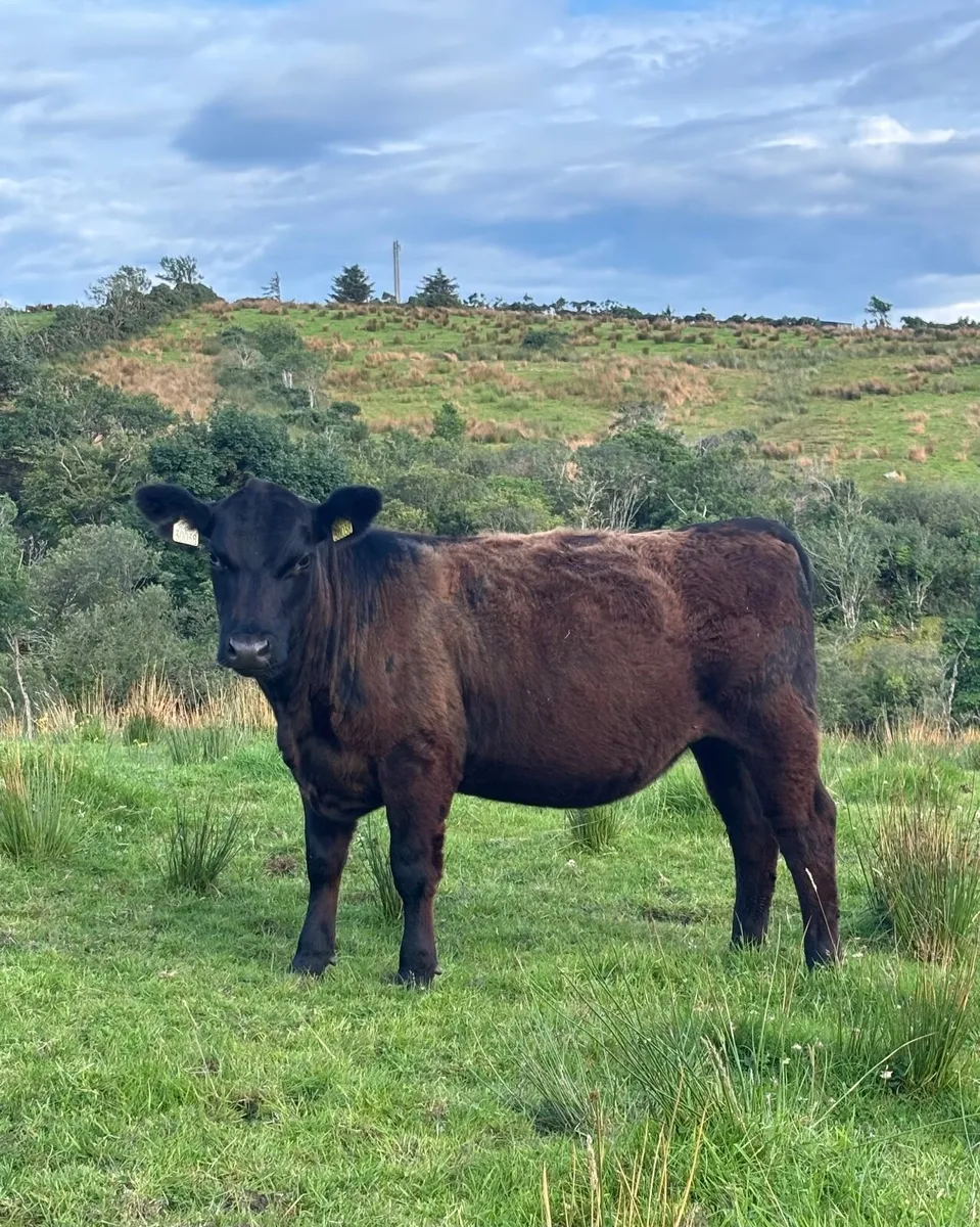 Aberdeen Angus Heifer - Image 2