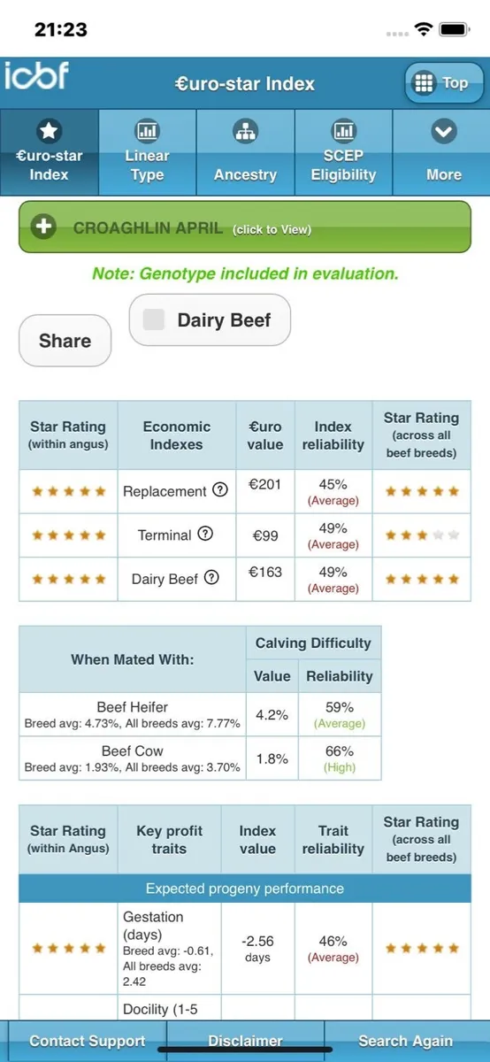 Aberdeen Angus Heifer - Image 3