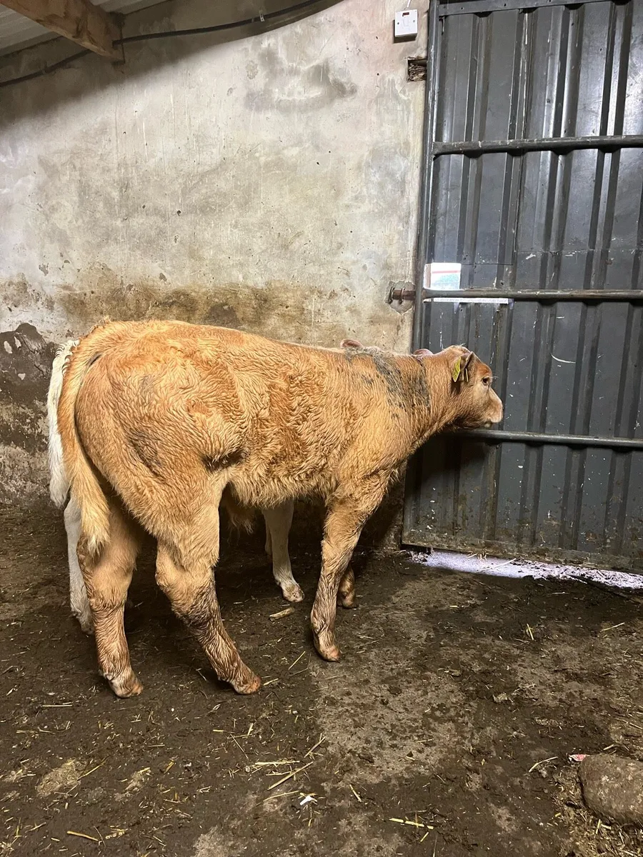 Charolais bull calves - Image 1
