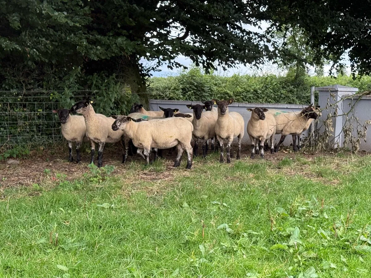 15 Suffolk X Hoggets - Image 3