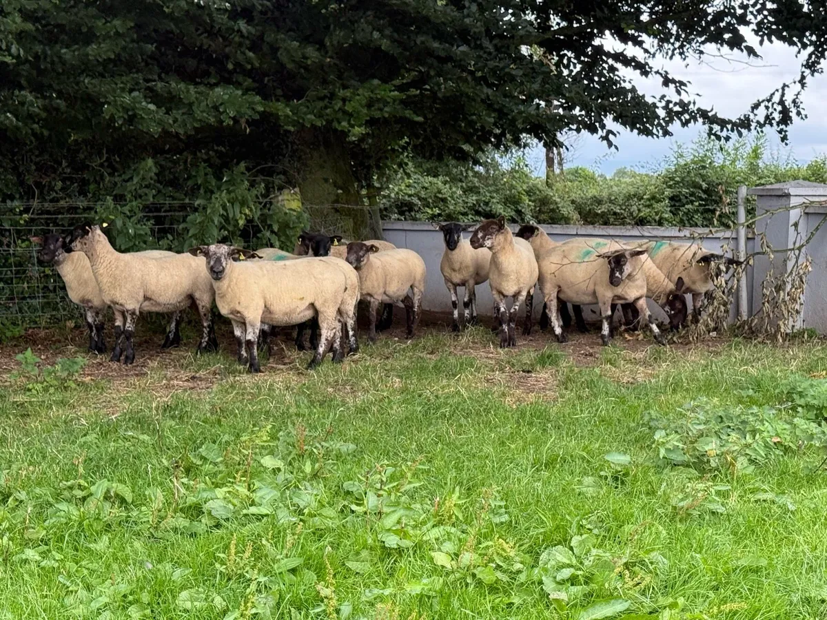 15 Suffolk X Hoggets - Image 4